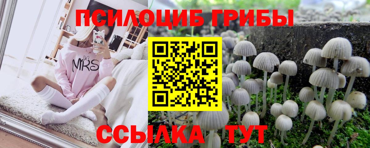 Дзержинск  Псилоцибиновые грибы Psilocybe  Вход с VPN 